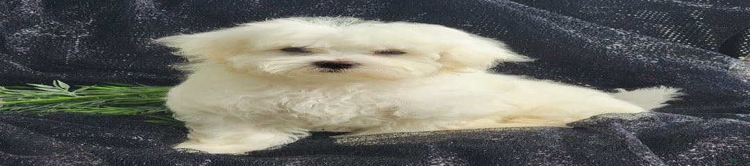 Chloe