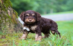 Cockapoo dogs for sale: Ace - Image 3