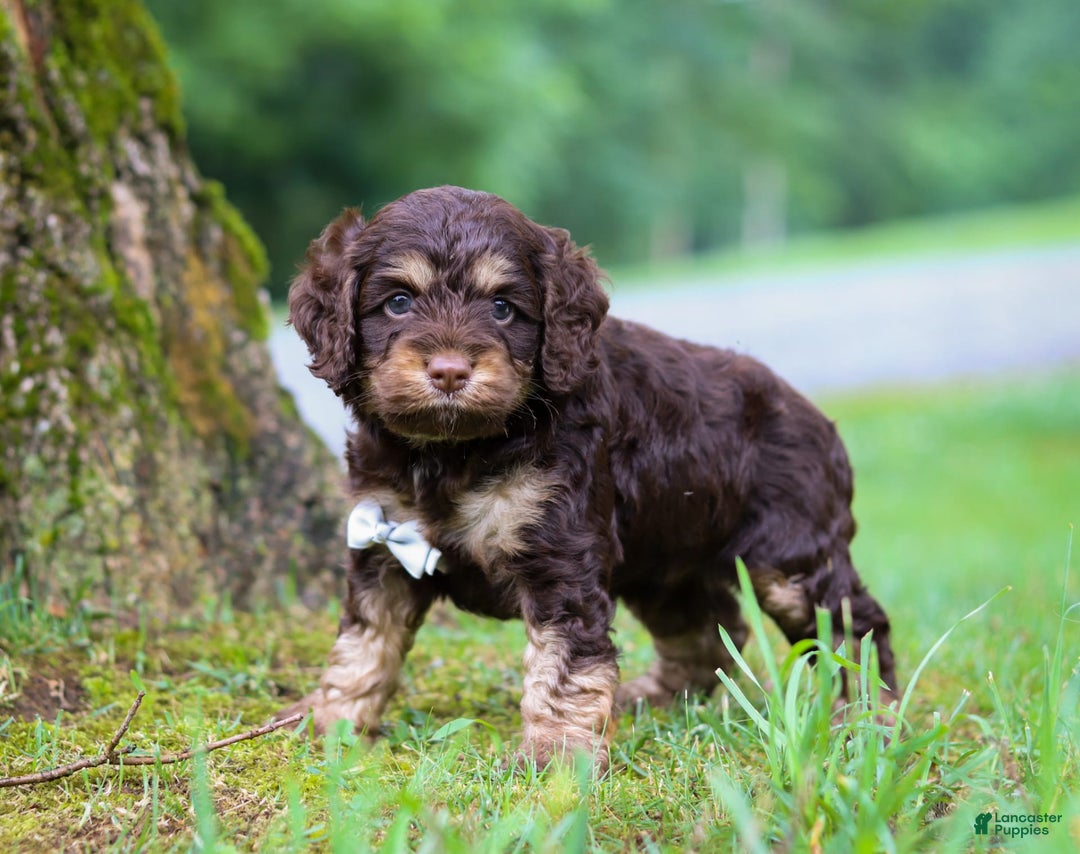 Cockapoo dogs for sale: Ace - Image 3