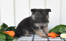 German Shepherd dogs for sale: Jasper - Image 4