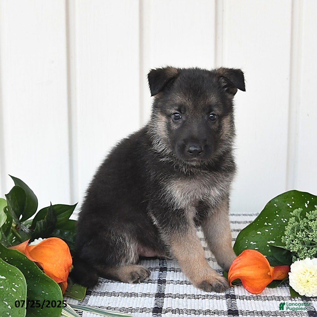 German Shepherd dogs for sale: Jasper - Image 4