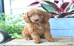 Mini Goldendoodle dogs for sale: Vinny - Image 3