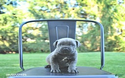 Cane Corso dogs for sale: Cane Corso 12 puppies - Image 37