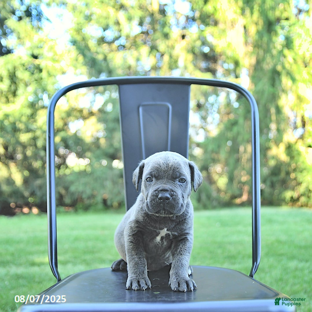 Cane Corso dogs for sale: Cane Corso 12 puppies - Image 37