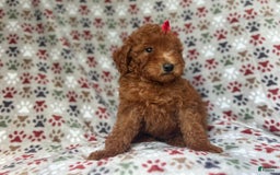 Mini Goldendoodle dogs for sale: Rain - Image 6