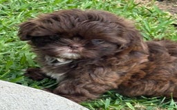 Shih Tzu dogs for sale: Kaylee - Image 6