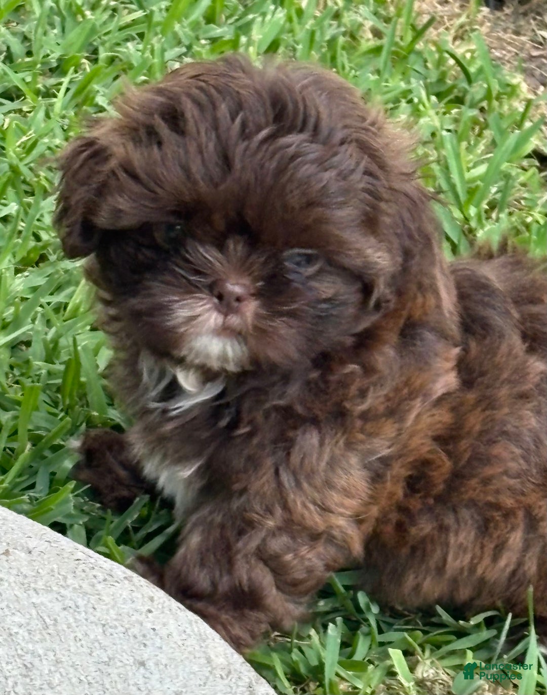 Shih Tzu dogs for sale: Kaylee - Image 6