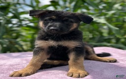 German Shepherd dogs for sale: Nala - Image 2
