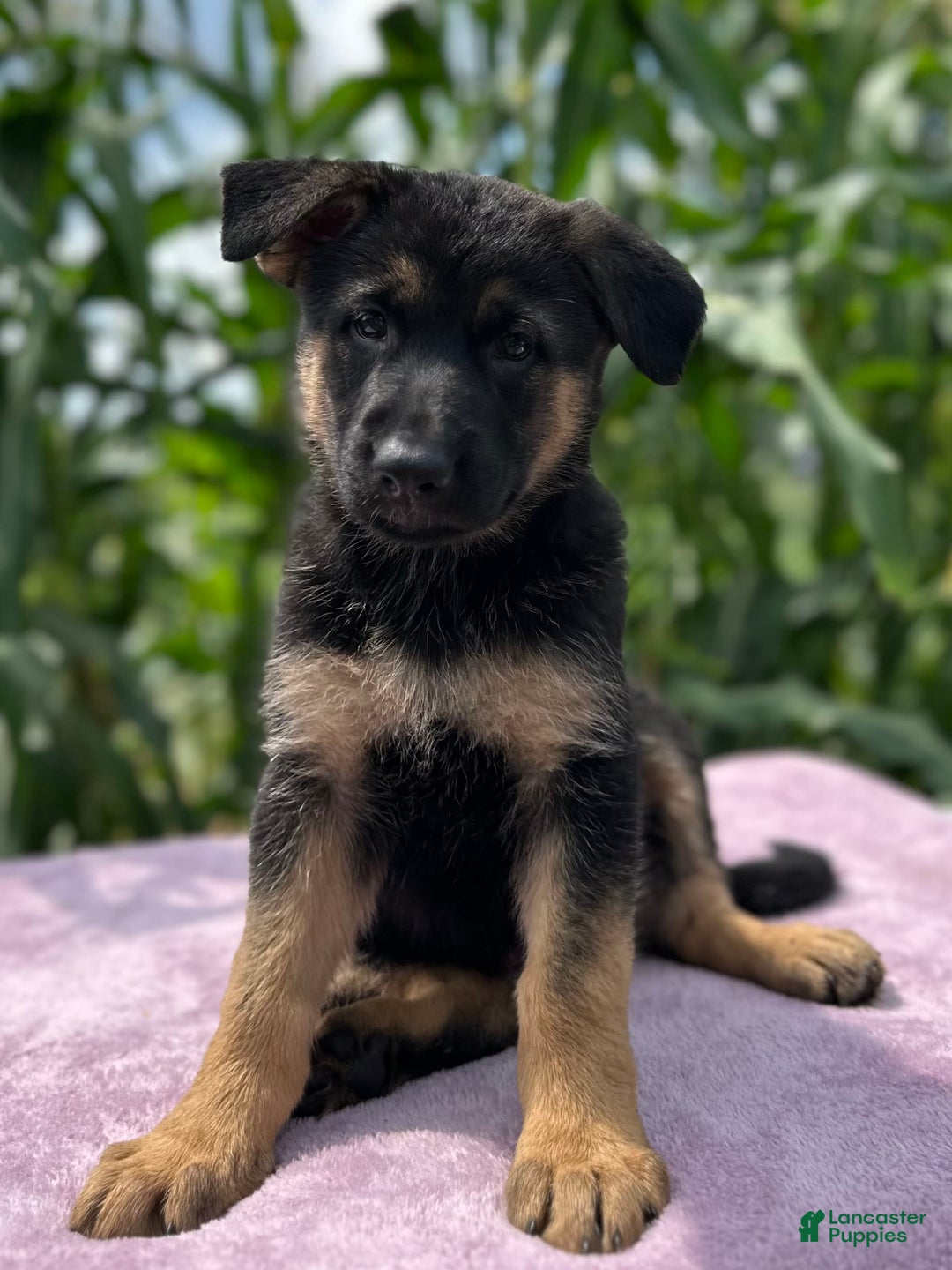 German Shepherd dogs for sale: Nala - Image 2