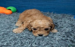 Cavapoo dogs for sale: Luke - Image 10