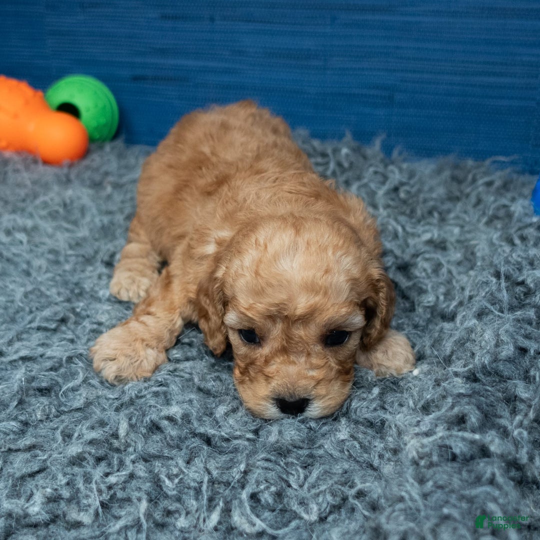 Cavapoo dogs for sale: Luke - Image 10