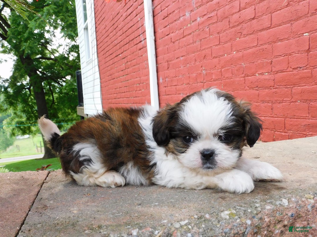 Shih Tzu dogs for sale: Dallas - Image 10