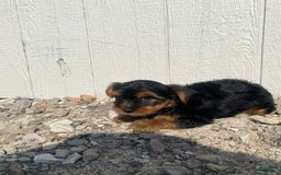 Yorkshire Terrier dogs for sale: Malcolm - Image 5