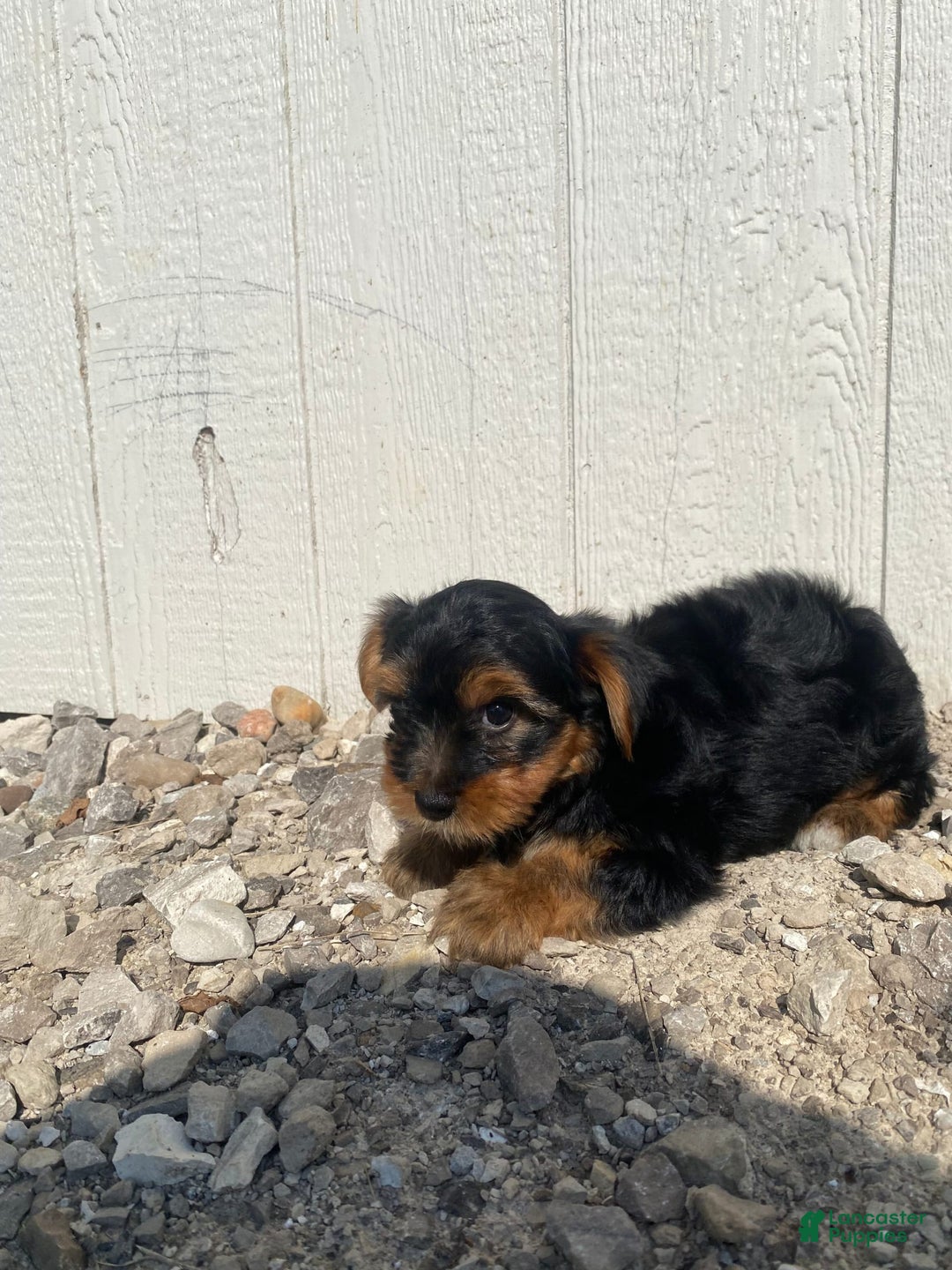 Yorkshire Terrier dogs for sale: Malcolm - Image 5