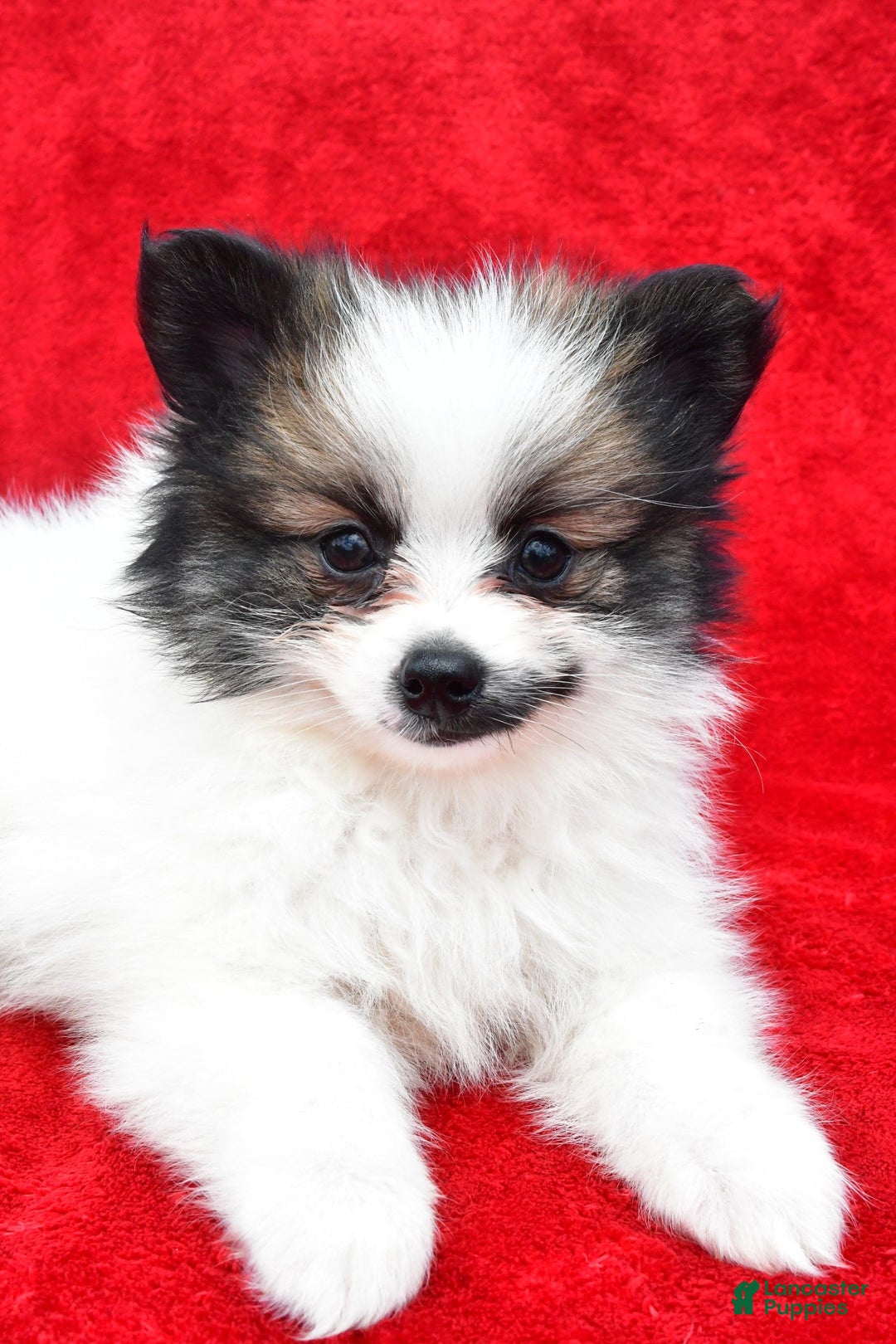 Pomeranian dogs for sale: Poochie - Image 3