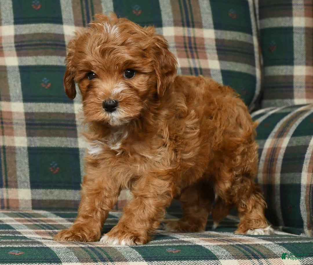 Cavapoo dogs for sale: Rocky - Image 2