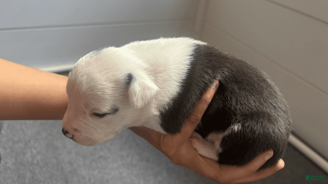 American Bully dogs for sale: Beauty - Image 7