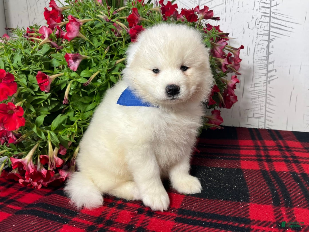 Samoyed dogs for sale: Waldo - Image 1