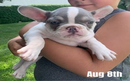 French Bulldog dogs for sale: Rosie - Image 1