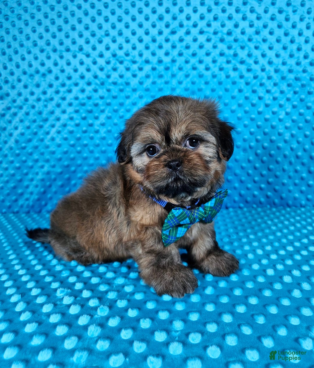Shih Tzu dogs for sale: Koda - Image 10