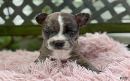 Frenchton dogs for sale: Jayna - Image 12