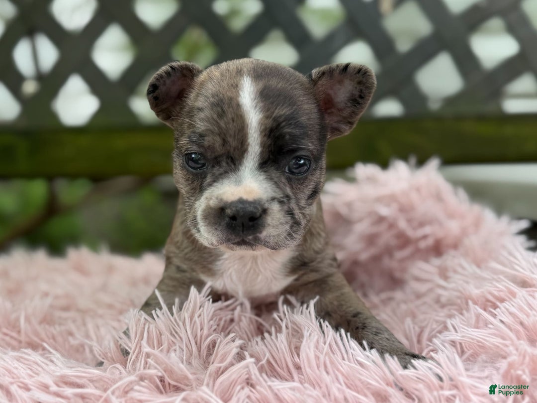 Frenchton dogs for sale: Jayna - Image 12