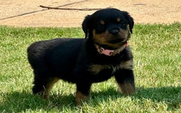 Rottweiler dogs for sale: Pink Collar - Image 8