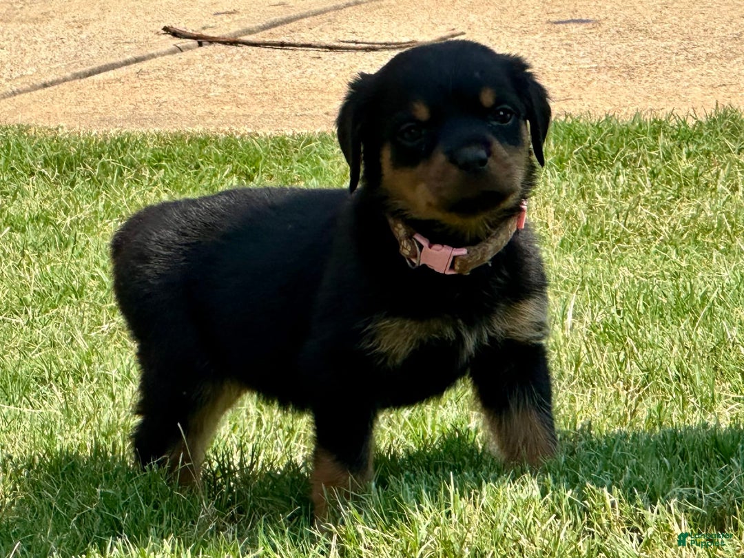 Rottweiler dogs for sale: Pink Collar - Image 8