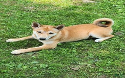 Shiba Inu dogs for sale: Shiba Puppy - Image 12