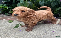 Mini Goldendoodle dogs for sale: Polly - Image 3