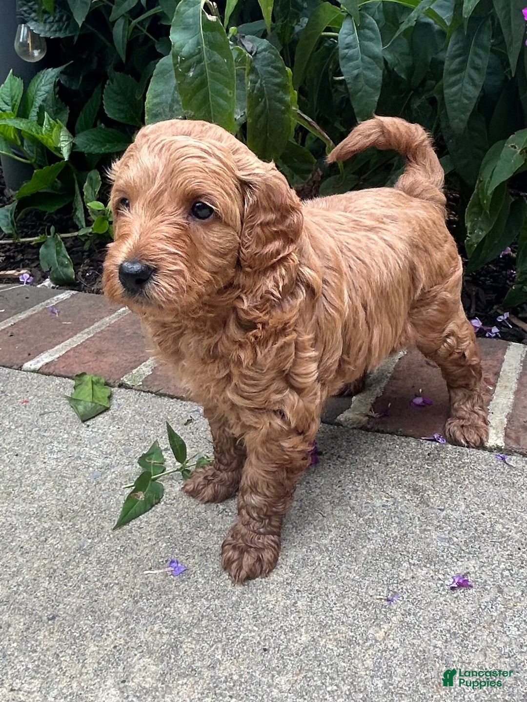 Mini Goldendoodle dogs for sale: Polly - Image 3
