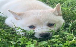 Alaskan Klee Kai dogs for sale: Handsome Boy Liam - Image 3