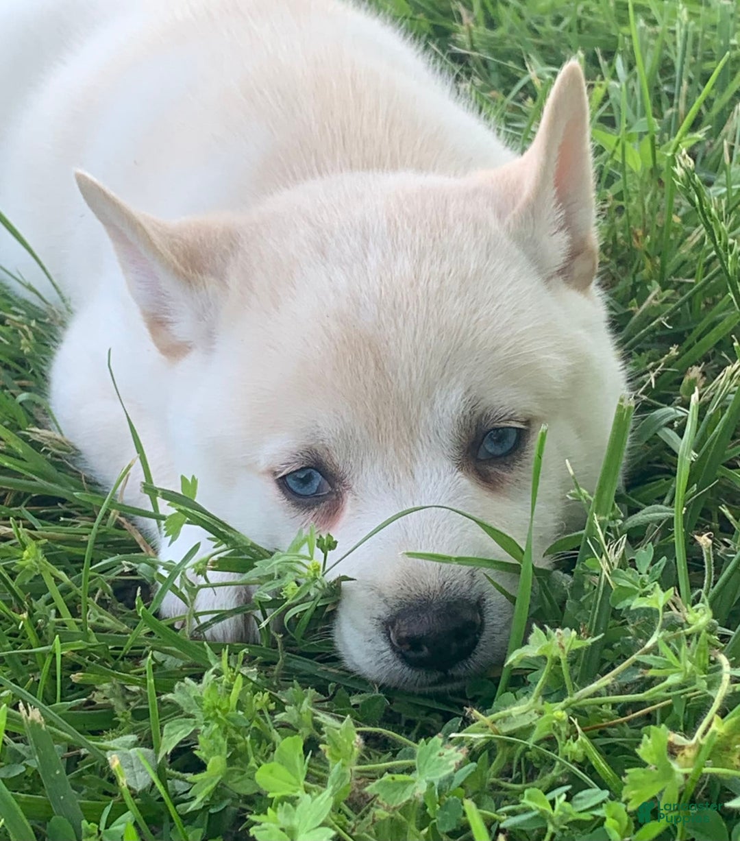 Alaskan Klee Kai dogs for sale: Handsome Boy Liam - Image 3