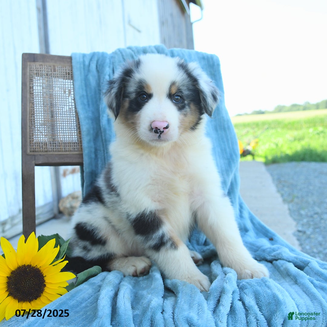 Australian Shepherd dogs for sale: Blue - Image 2