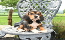 Beagle dogs for sale: Ava - Image 5