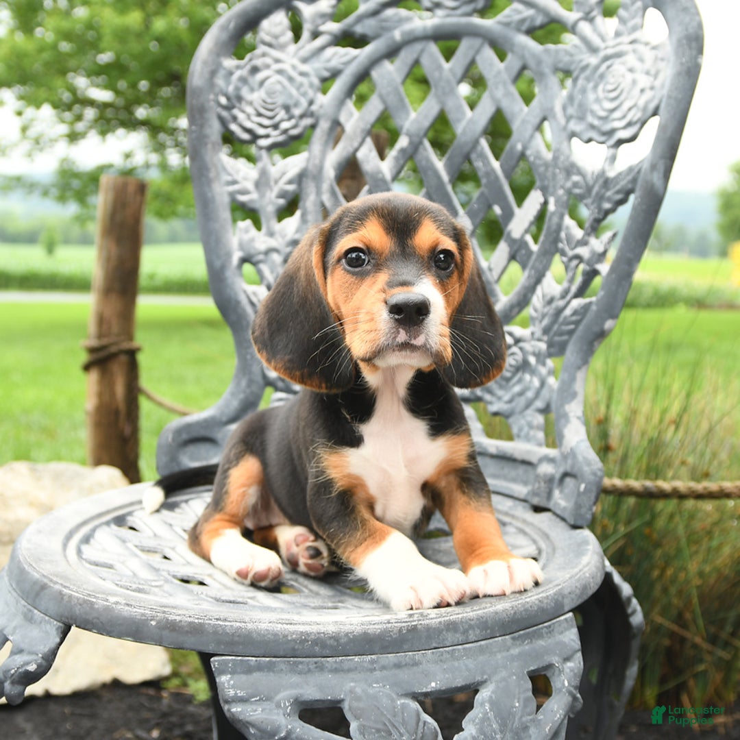 Beagle dogs for sale: Ava - Image 5