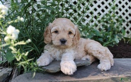 Cockapoo dogs for sale: Peter - Image 2