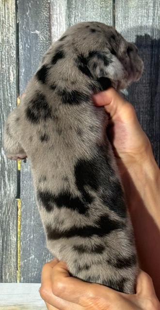 Great Dane dogs for sale: Kevin - Black Merle - Image 3