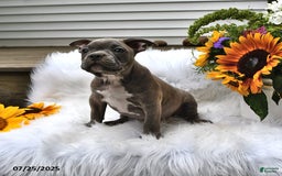 Frenchton dogs for sale: Gus - Image 10