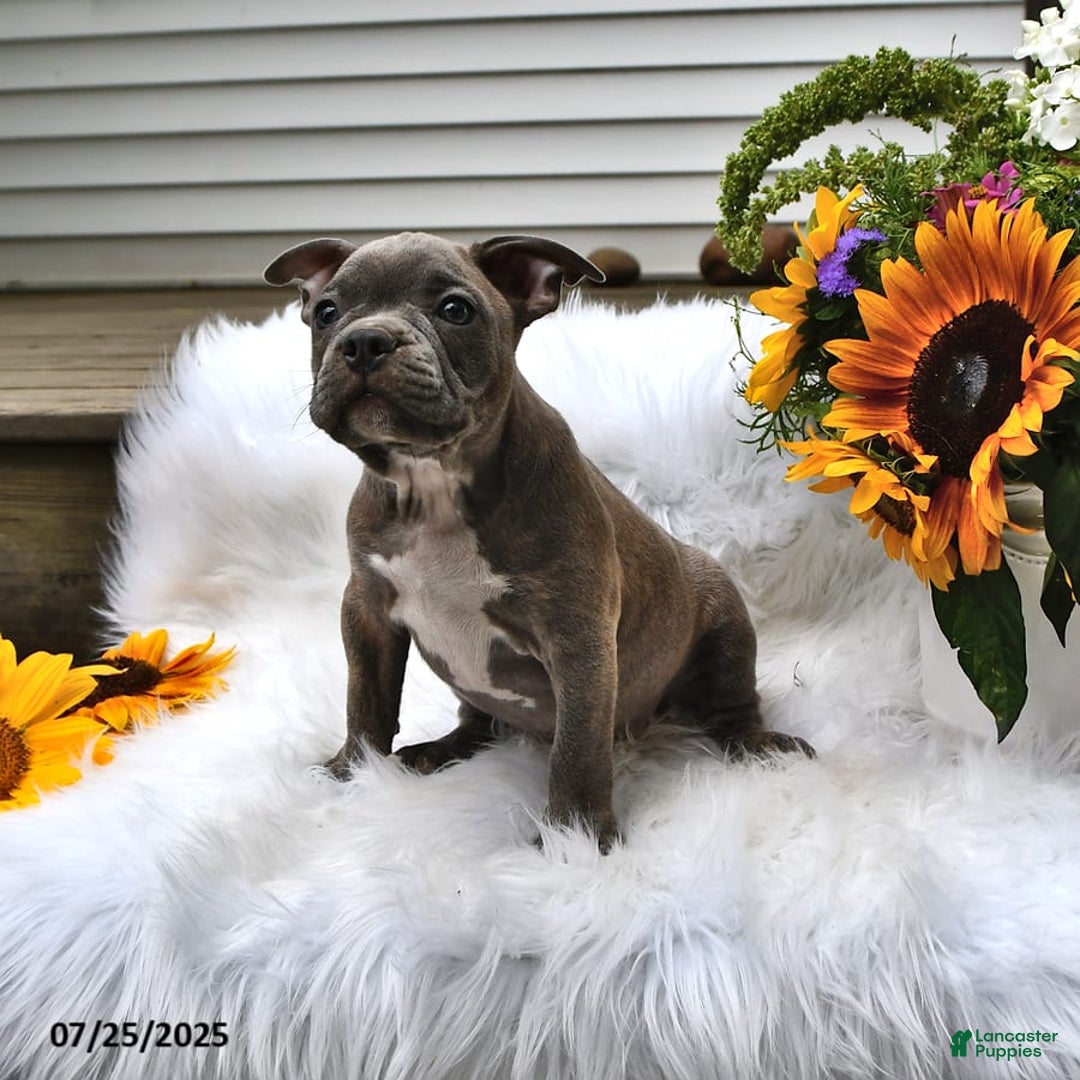 Frenchton dogs for sale: Gus - Image 10