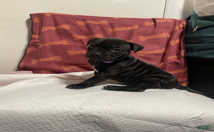 American Bully dogs for sale - Ad 3