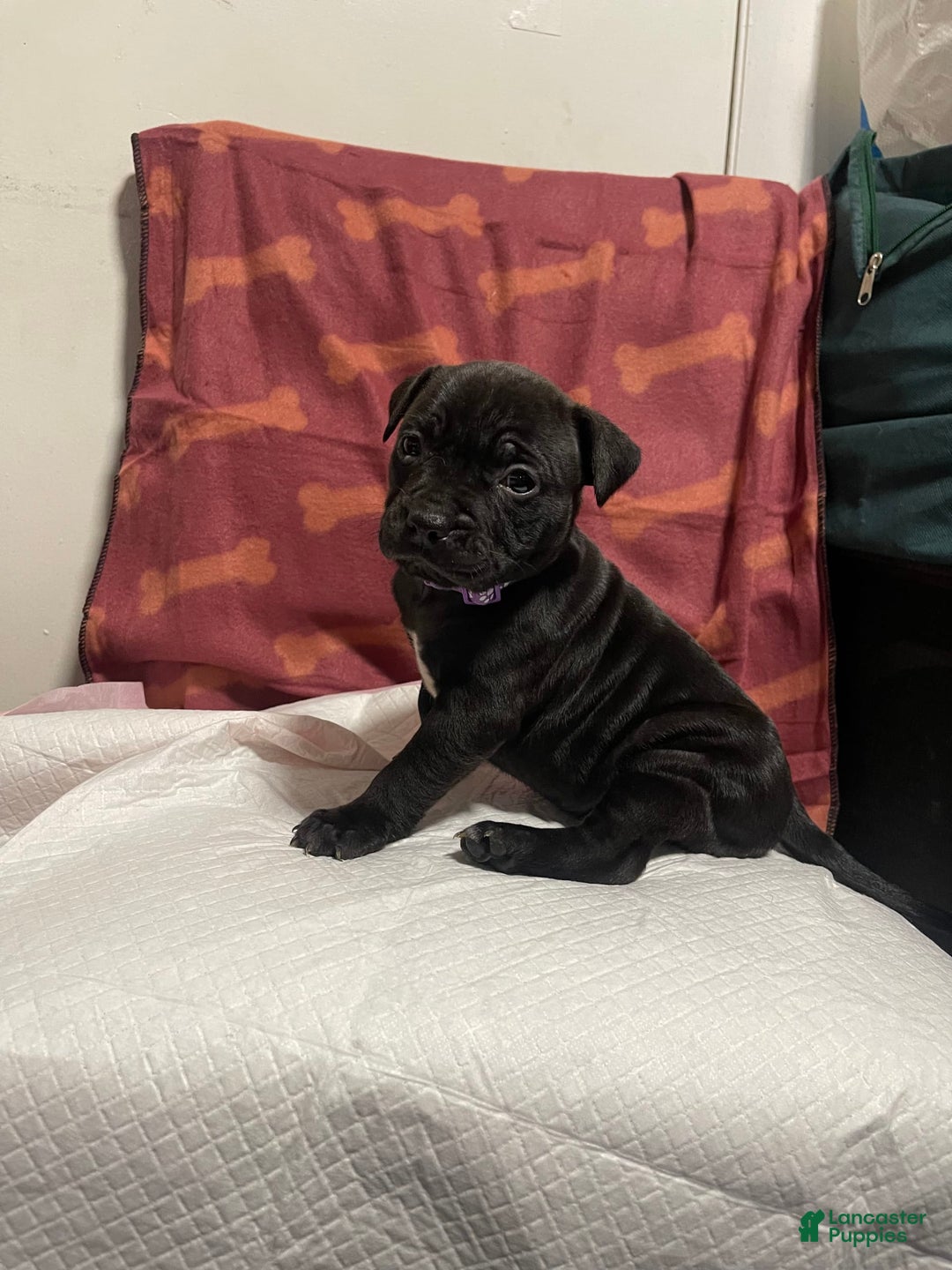 American Bully dogs for sale: Nairobi - Image 1