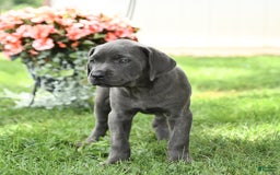Cane Corso dogs for sale: Bunny - Image 5