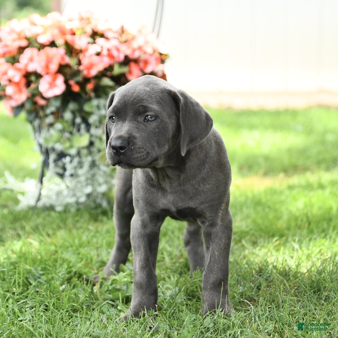Cane Corso dogs for sale: Bunny - Image 5