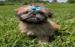 Shih Tzu dogs for sale: Cinnamon Toast Crunch - Image 1