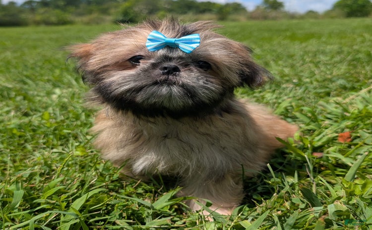 Shih Tzu dogs for sale - Ad 3