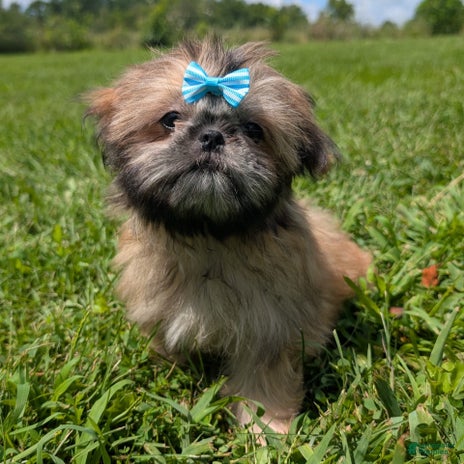 Shih Tzu dogs for sale - Ad 3