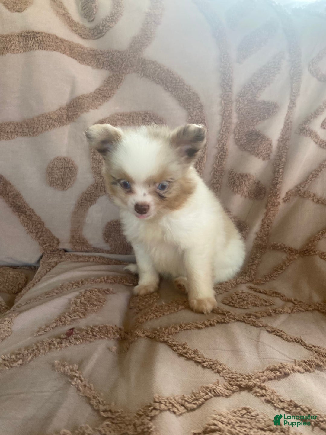 Pomchi dogs for sale: Tommy - Image 11