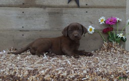 Labrador Retriever dogs for sale: Kate - Image 5