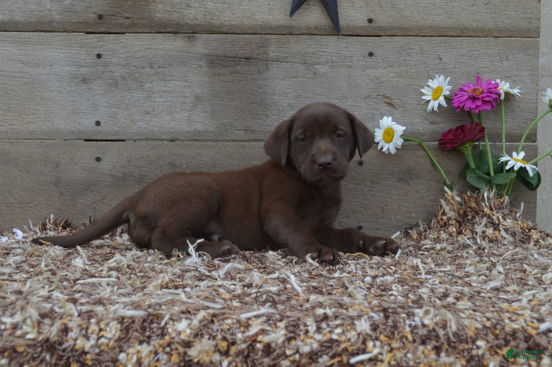 Labrador Retriever dogs for sale: Kate - Image 5
